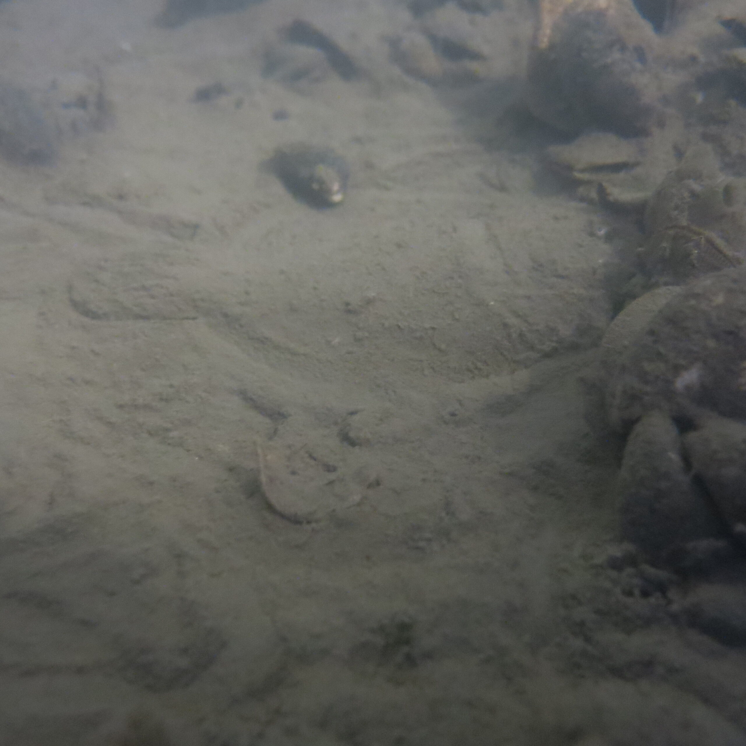 An outline of a hogchoker fish under the dirt on the river floor