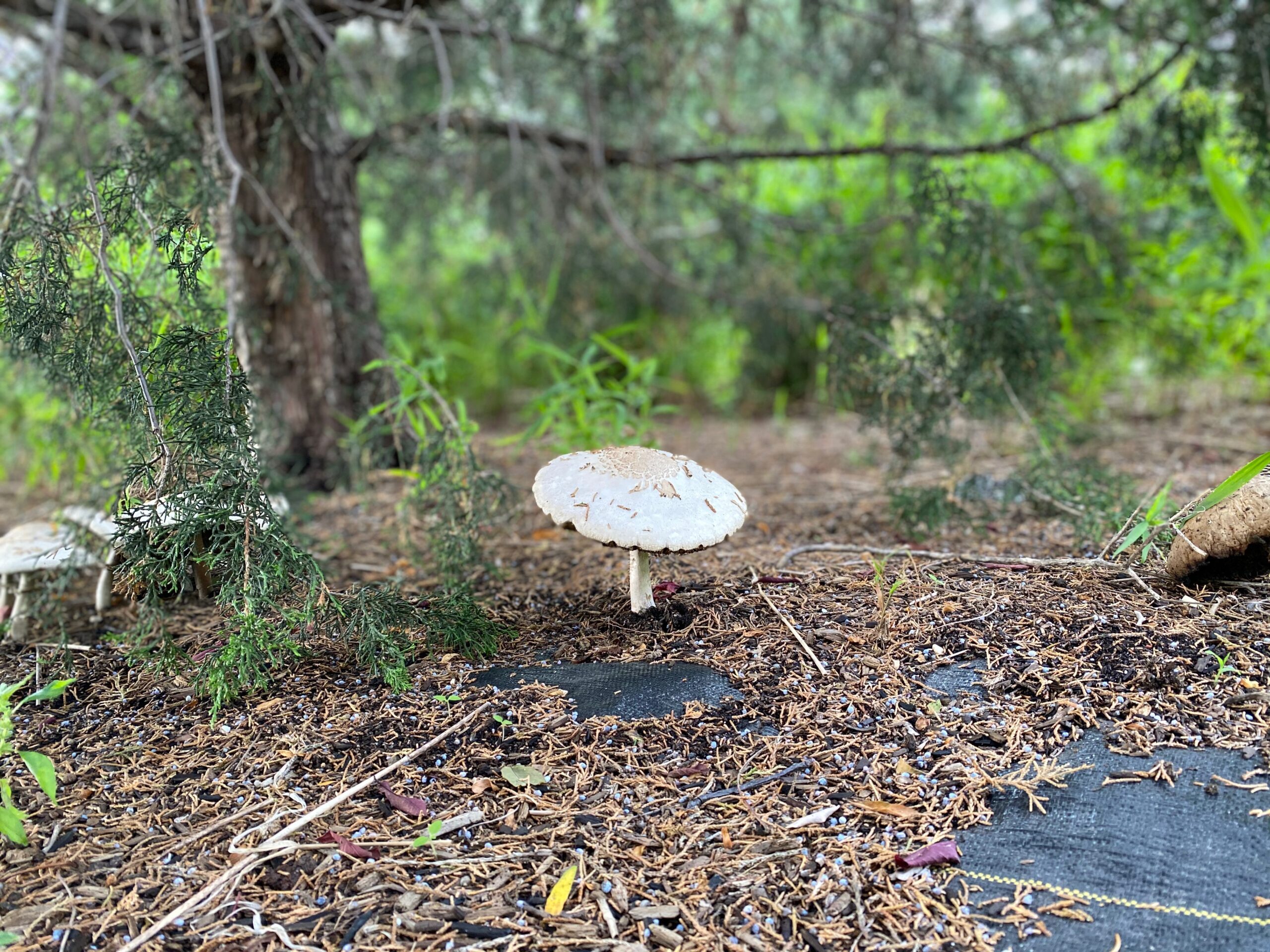 A mushroom sits on the Habitat Garden path