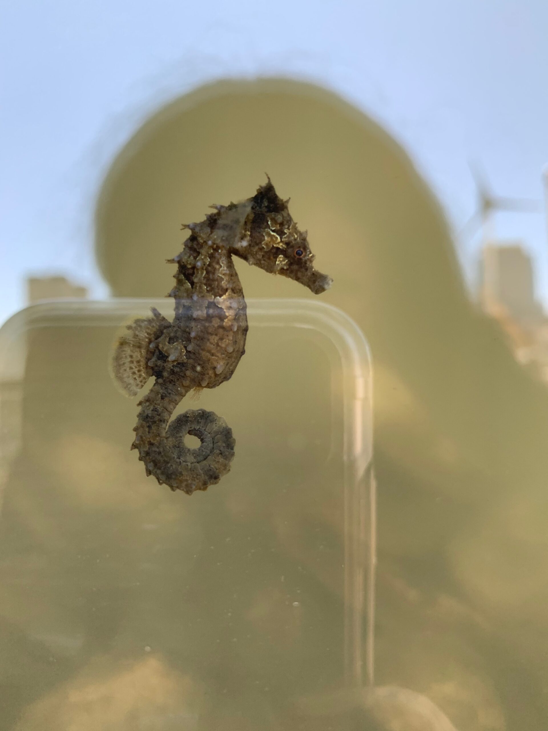 A close up view of the lined seahorse with its tail curled up