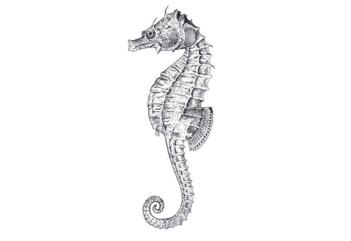 Drawing of a lined seahorse