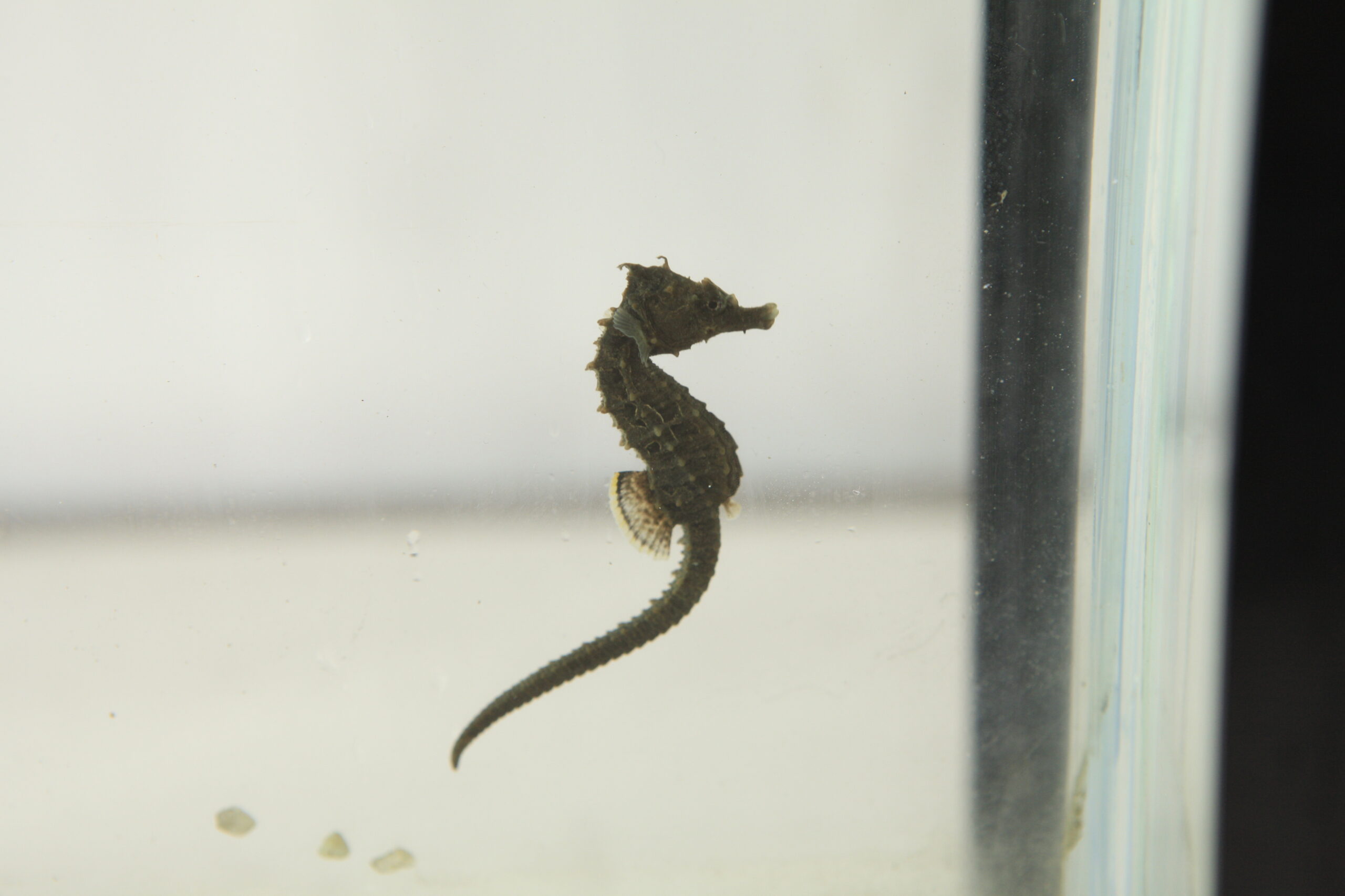 A lined seahorse floating by the tanks with its tail stretched out