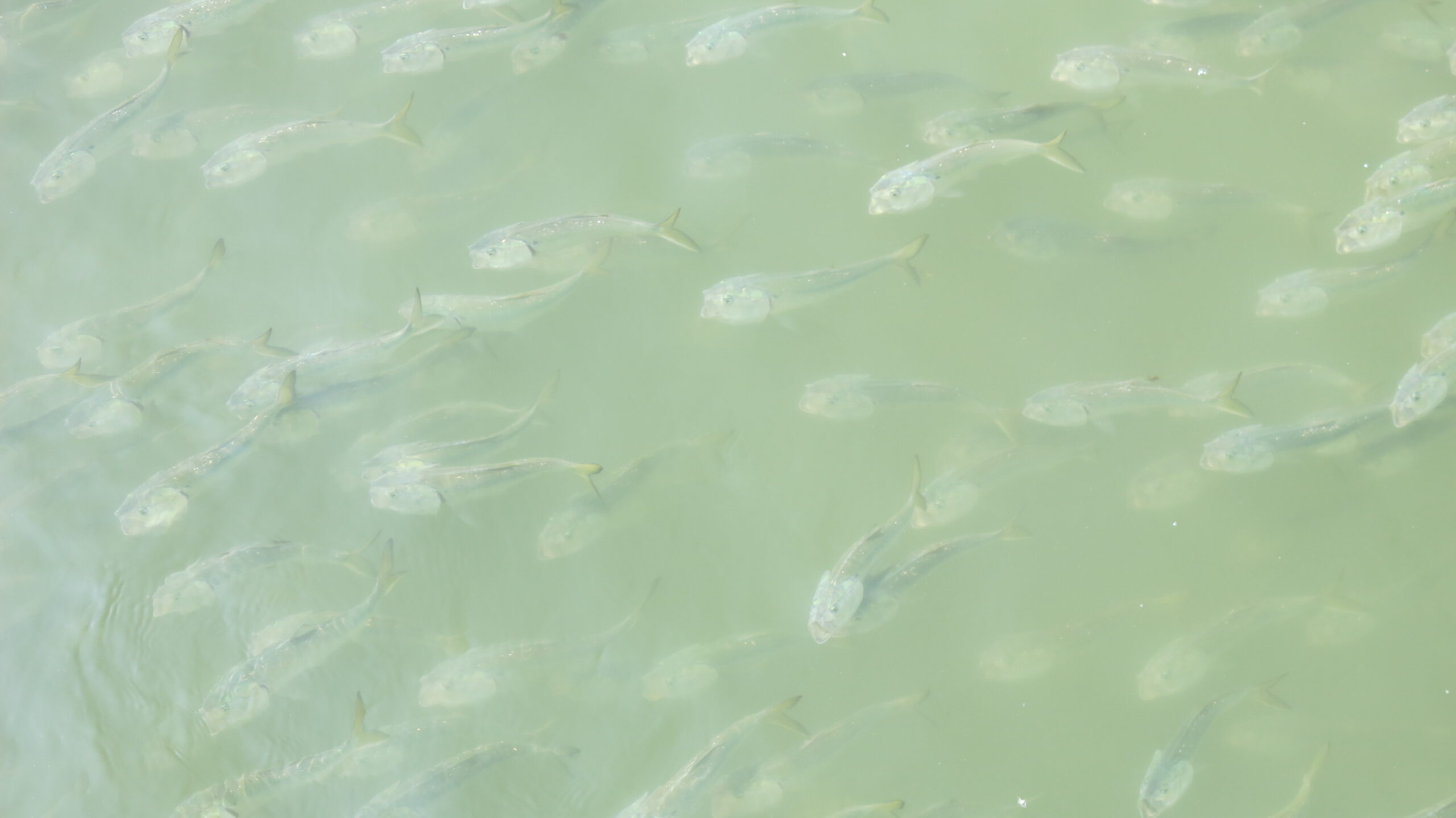 School of American Shad Fish in the River