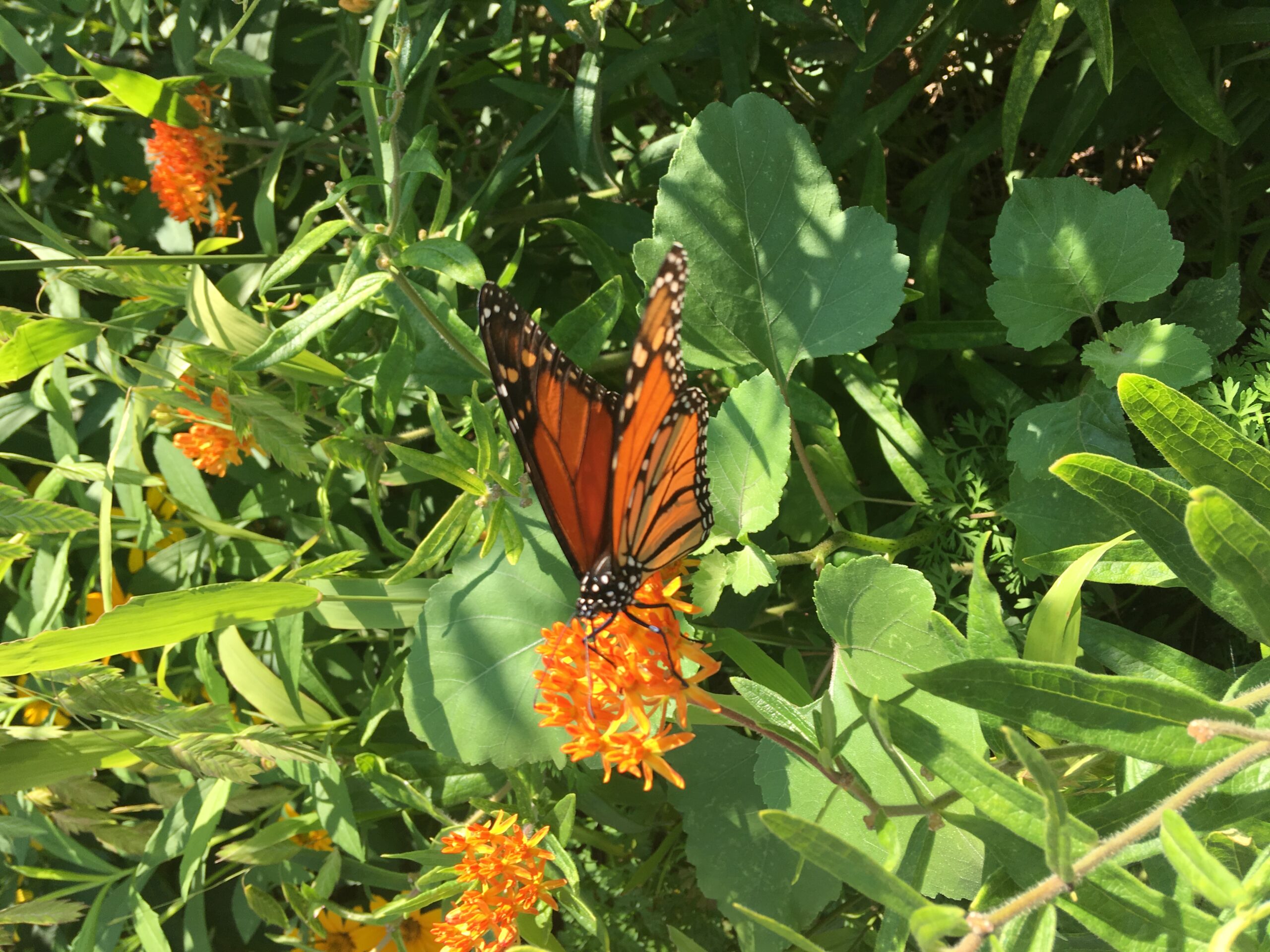 An orange and black monarch butterfly sits on an orange flower