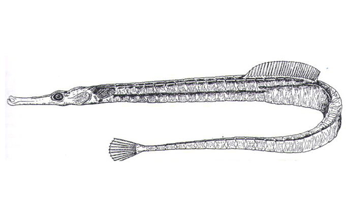 Drawing of a Northern Pipefish a long eel like creature with a long thin snout and a fan tail