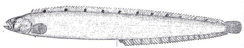 Drawing of a Rock Gunnel fish, eel like structure