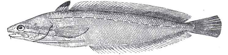 Drawing of a Spotted Hake fish