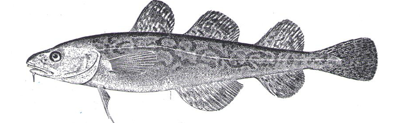Atlantic Tomcod drawing with three fins on the top and one on the bottom with dark lines throughout the body