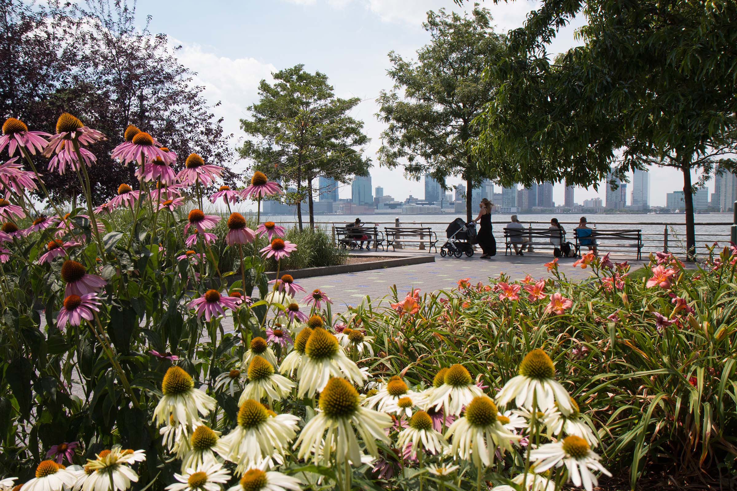Tribeca Upland Flowers, including white and pink Coneflowers, at Hudson River Park