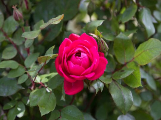 Pink knockout rose blooming in Hudson River Park