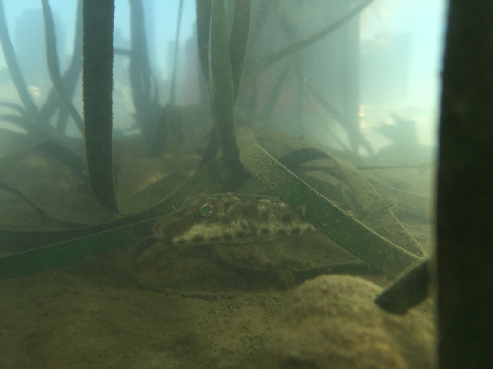 A Northern Puffer fish sitting in the seaweeds looking at the camera