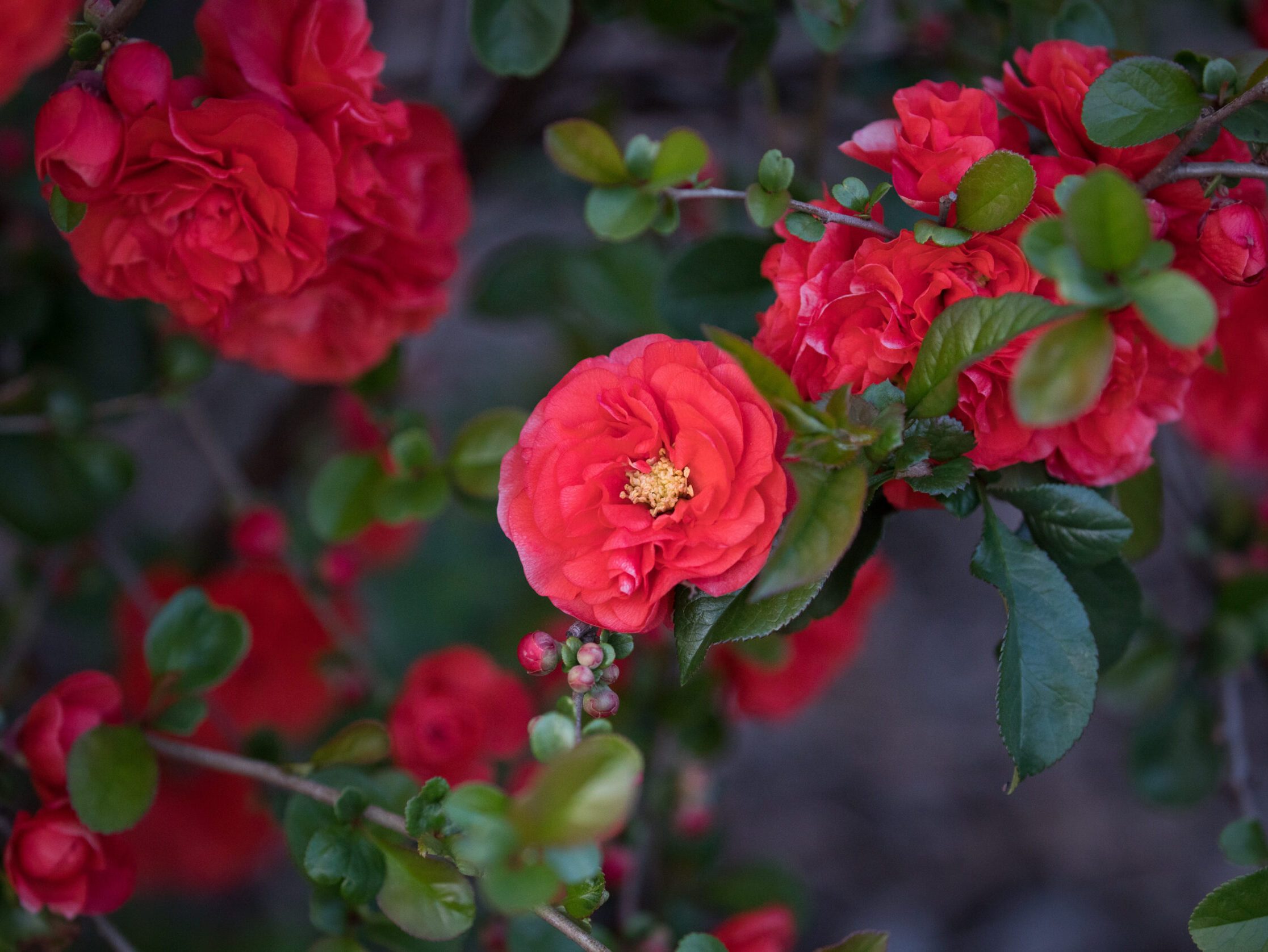 Red flowering quince flowers