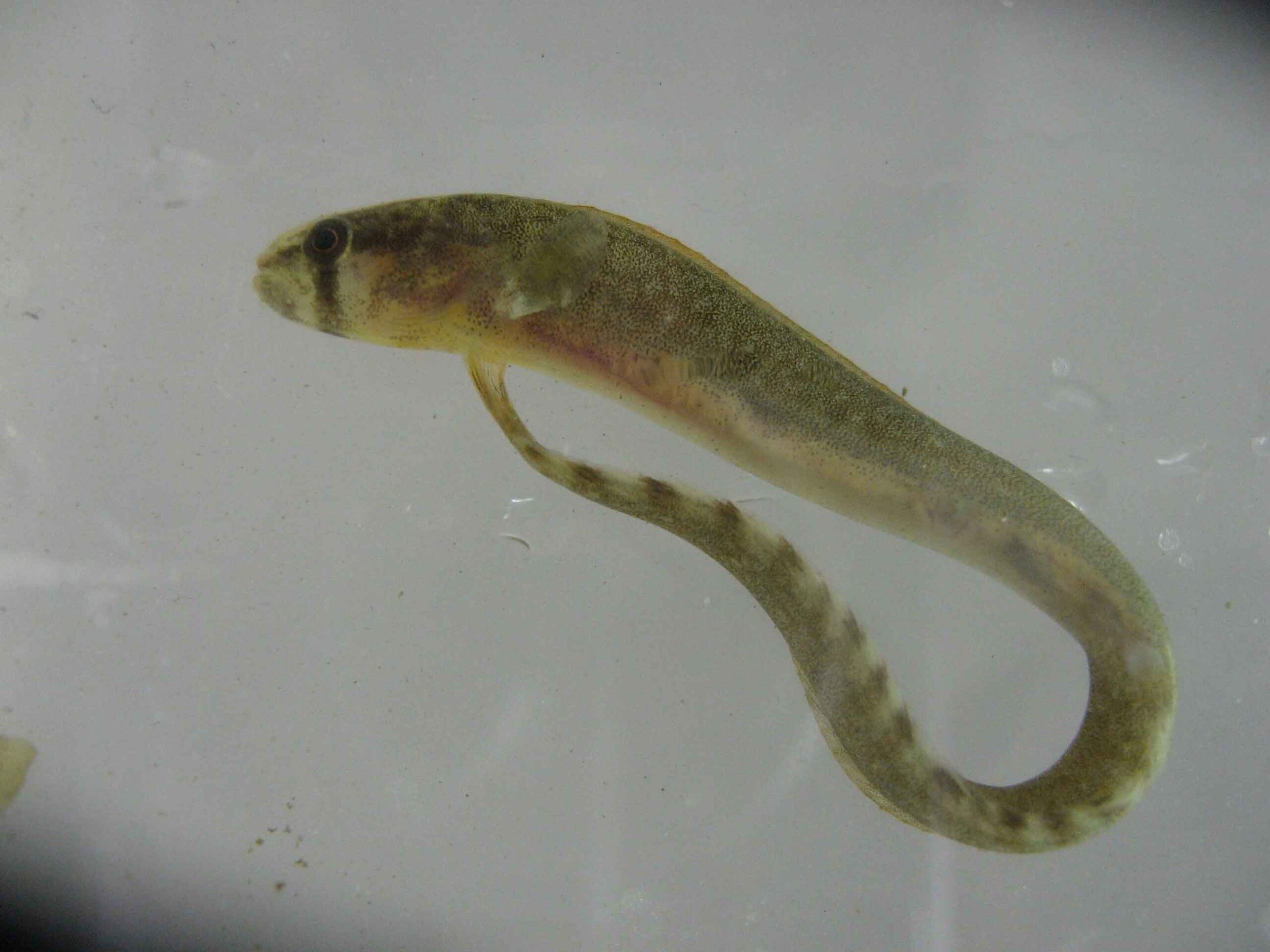 A Rock Gunnel fish with tail curved around its body