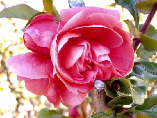 Pink rose
