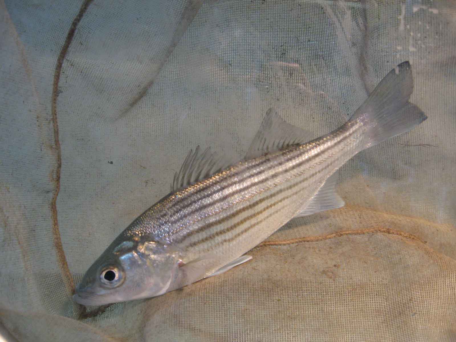 A stripped bass with horizontal lines swims down the tank