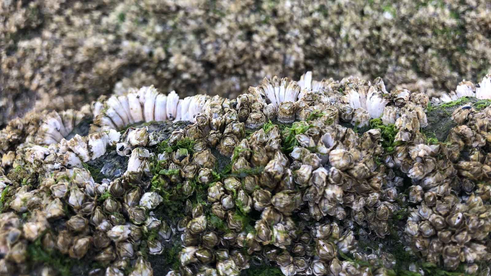 What are barnacles?