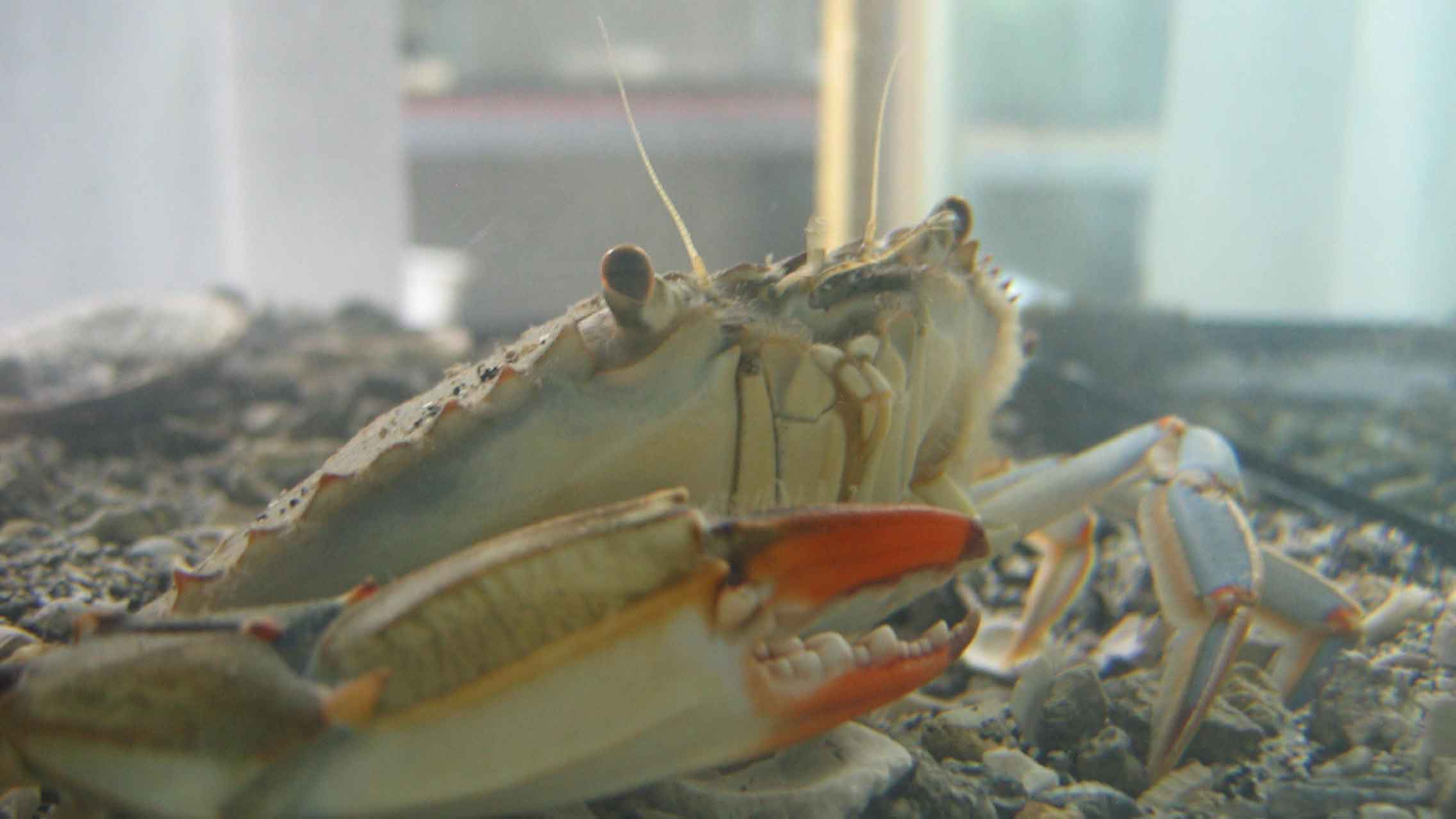 A blue crab looking at the camera in a tank