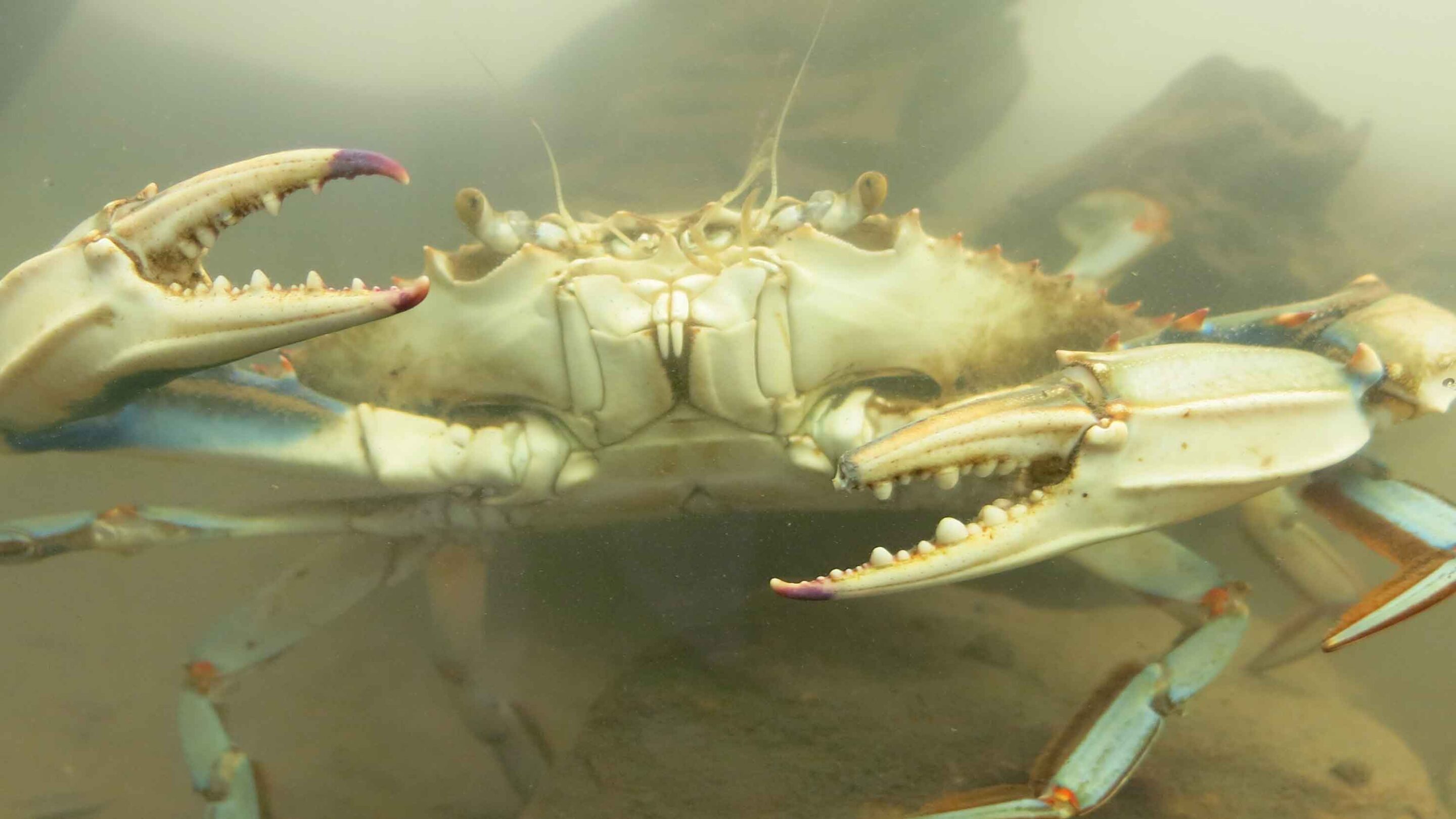 A blue crab with large pinchers