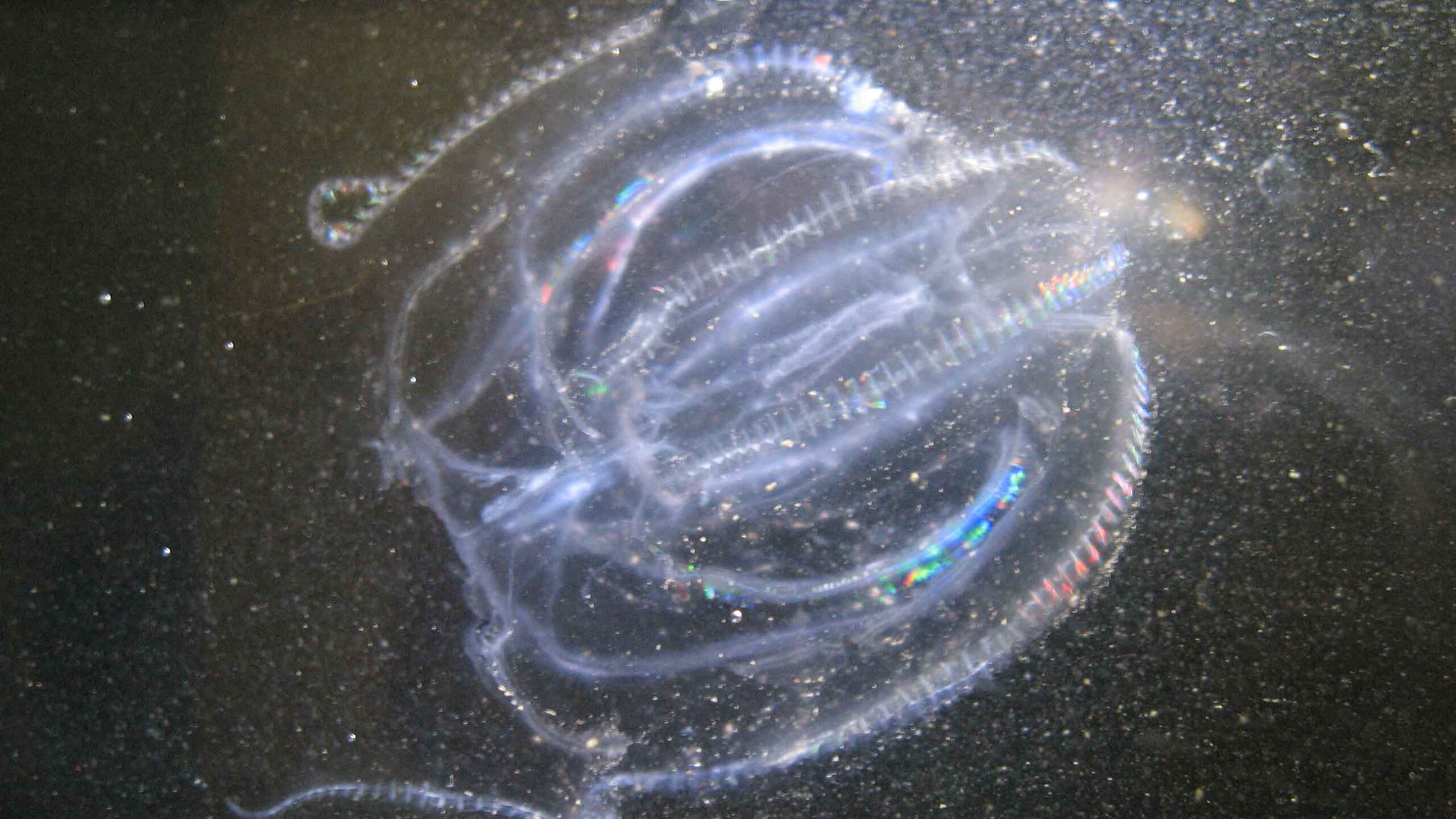 Comb Jellyfish white long rounded legs cupped in an oval shape