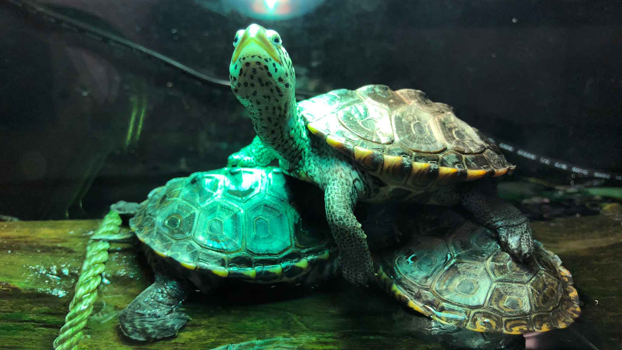 A diamondback terrapin, or turtle smiles at the camera as it sits on two others