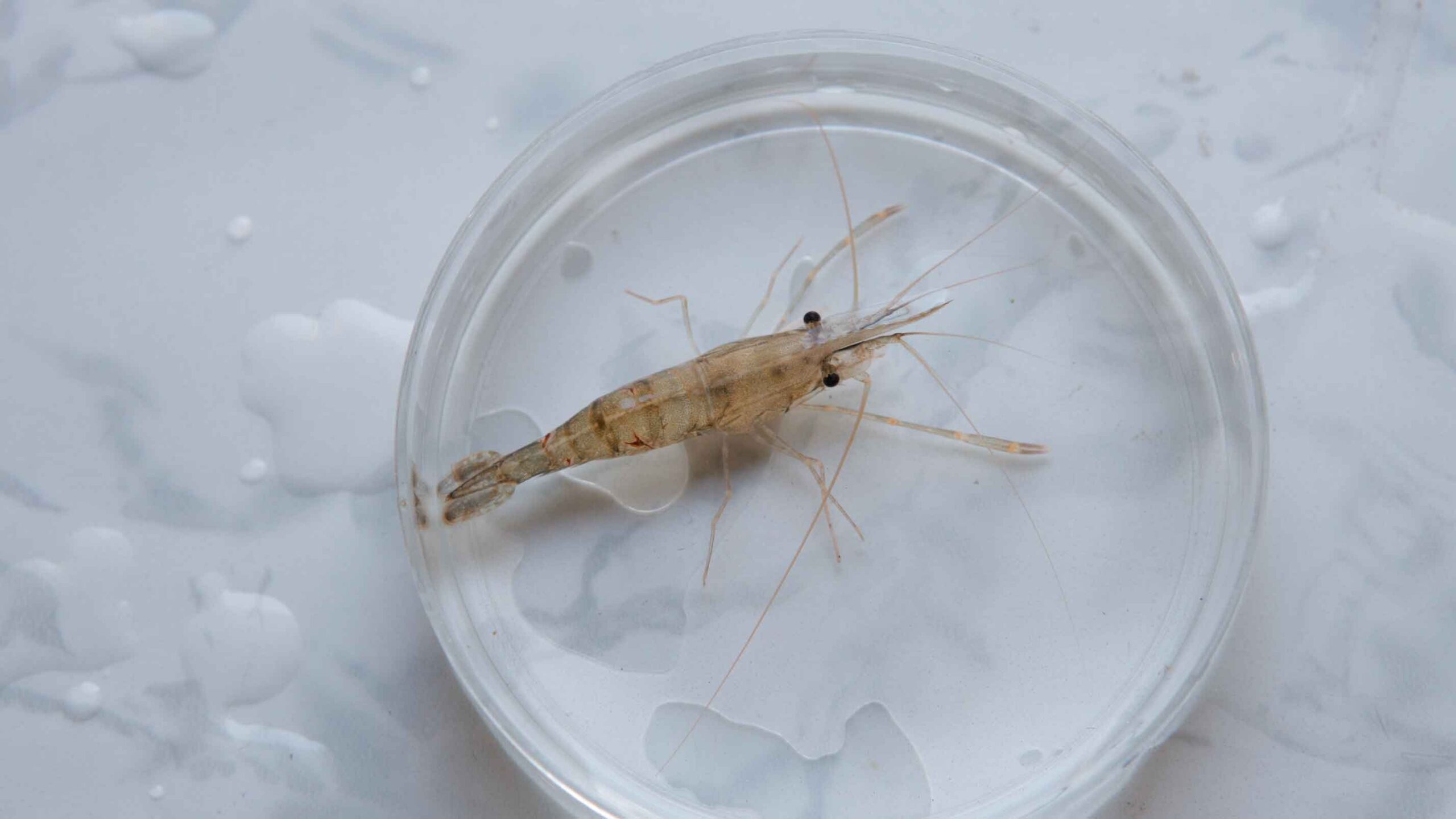 A grass shrimp with long antenna in a glass circle plate