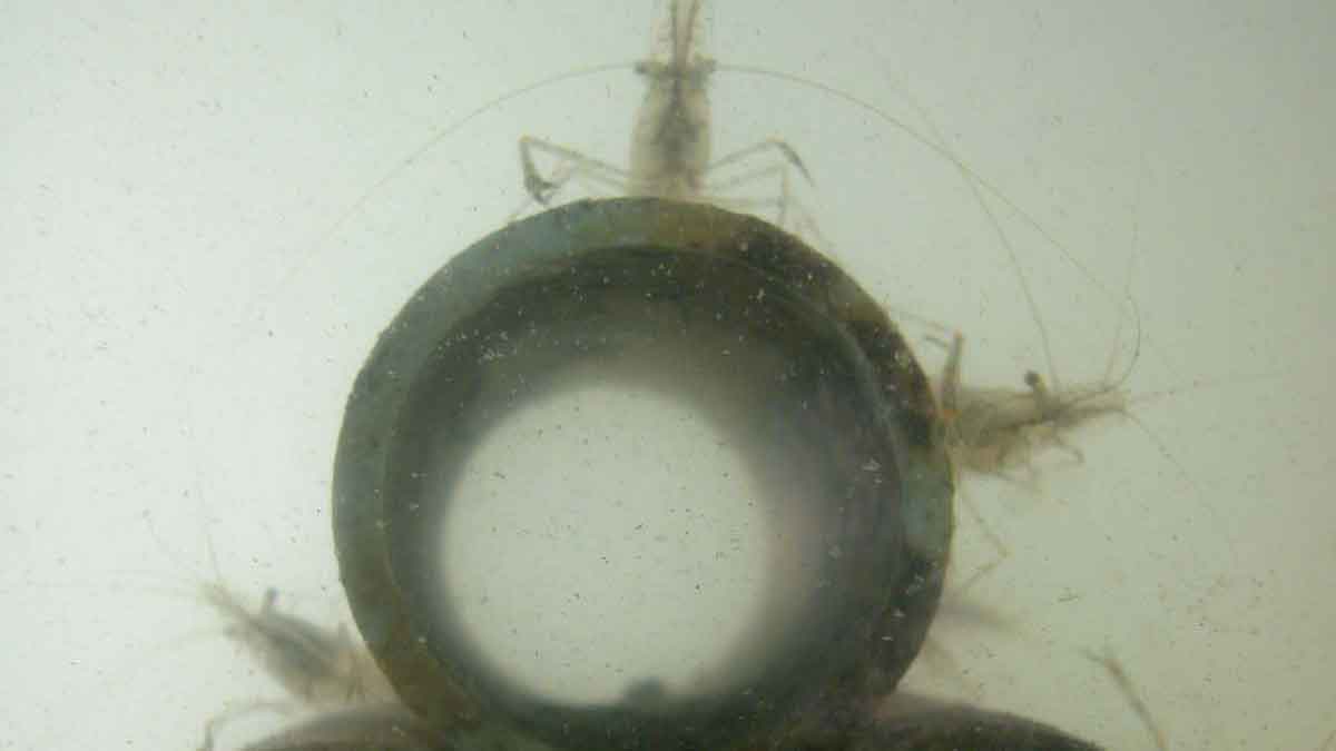 A group of grass shrimp with long antenna around their tube housing area