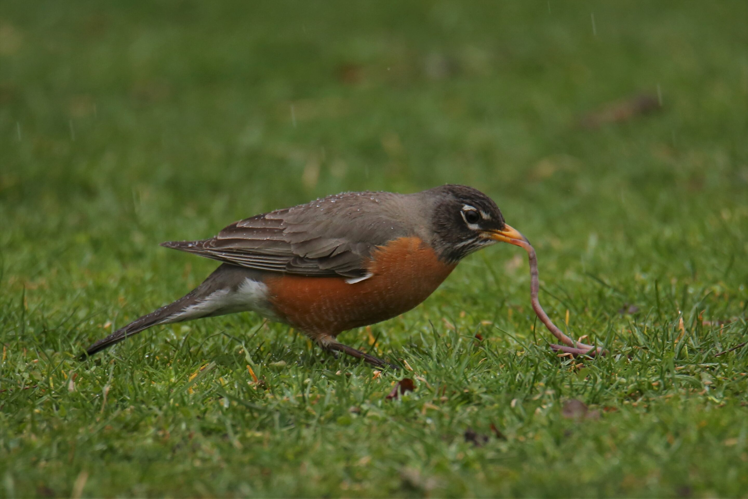 A red breasted robin pulls a worm from the ground