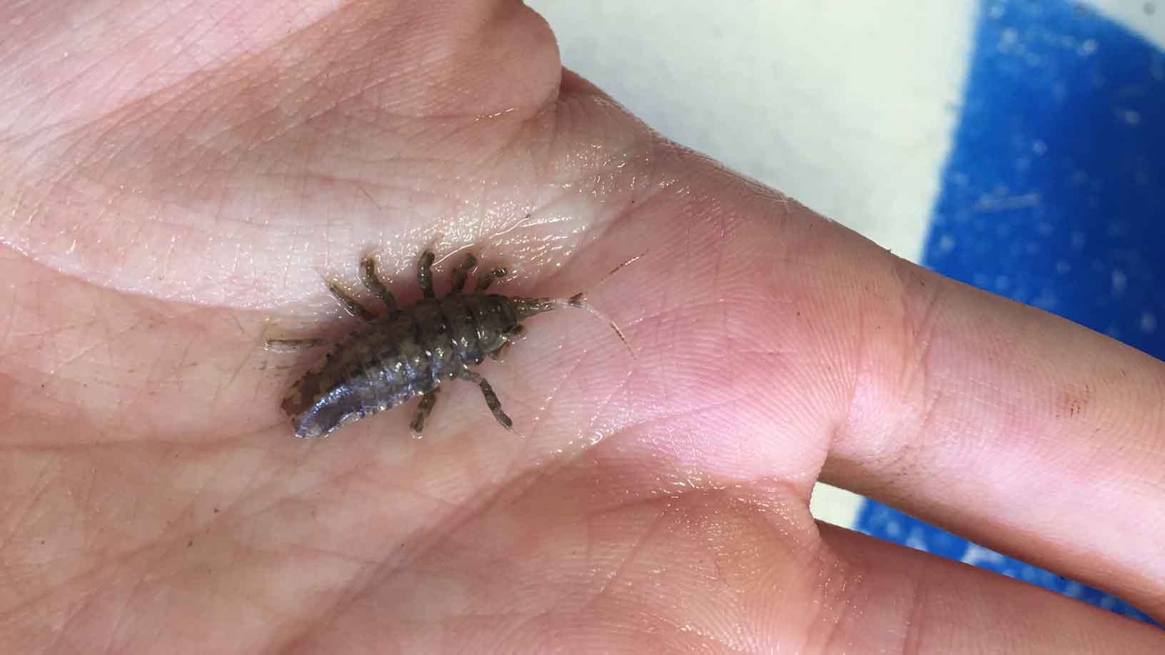 A small isopod, a bug with eight legs sitting on a hand