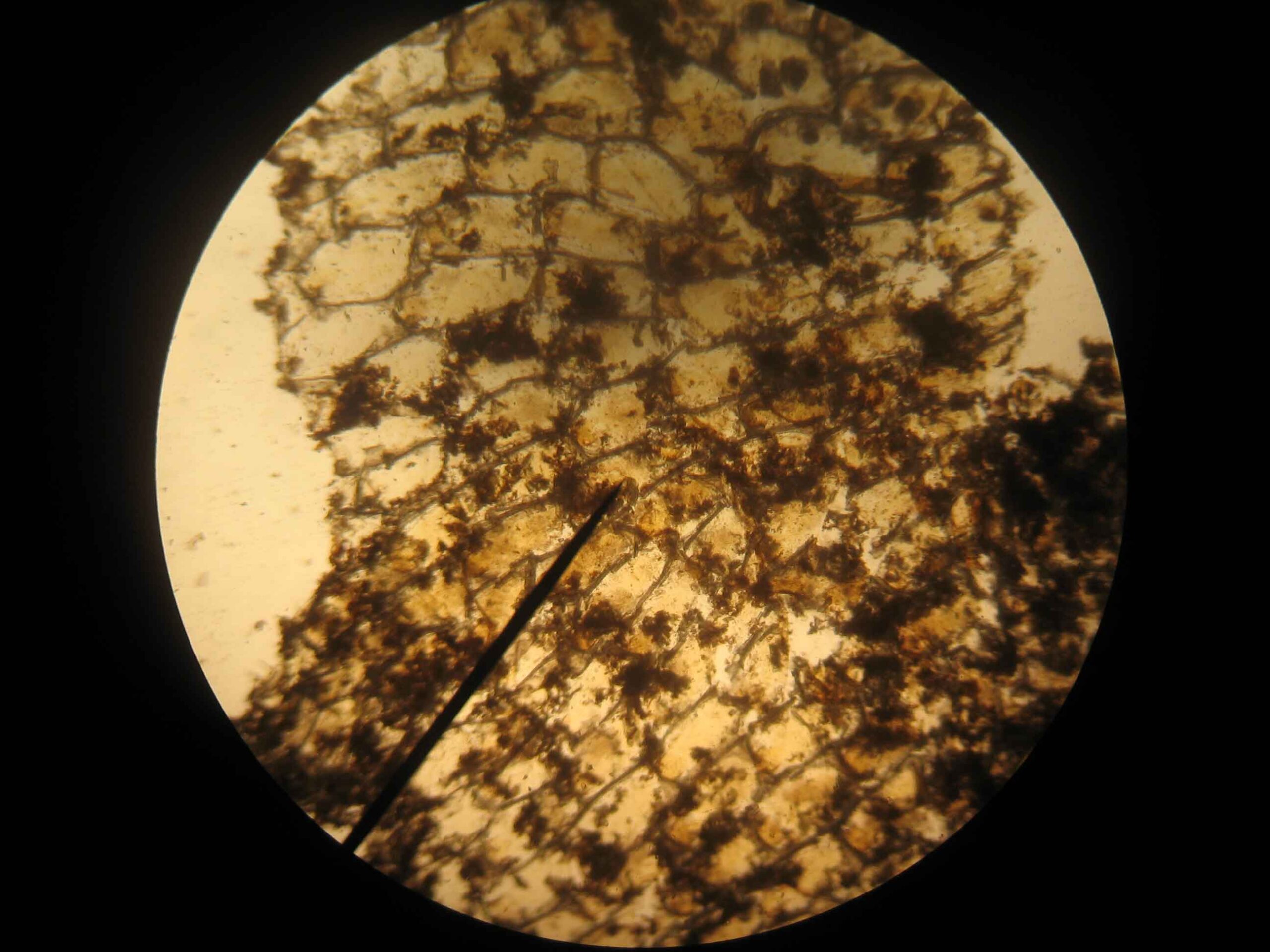 Microscopic organisms known as Lacy Crust Bryozoan
