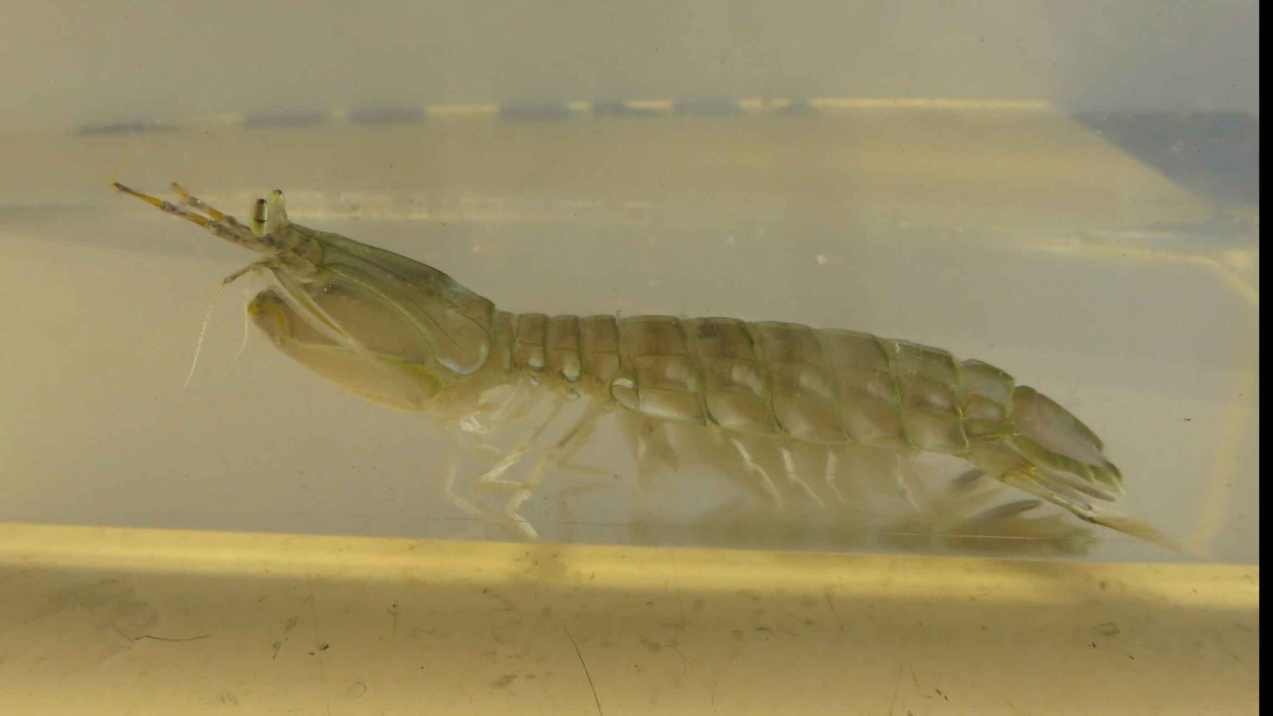A long mantis shrimp in its tank