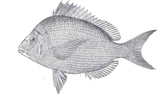 Drawing of a Porgy fish