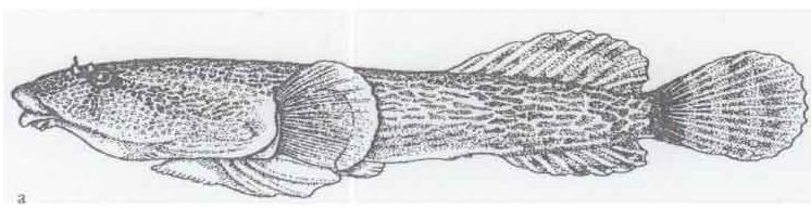 Drawing of a Skilletfish