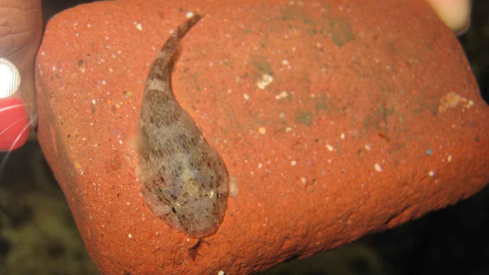 A tiny fish, a skilletfish sits on a brick