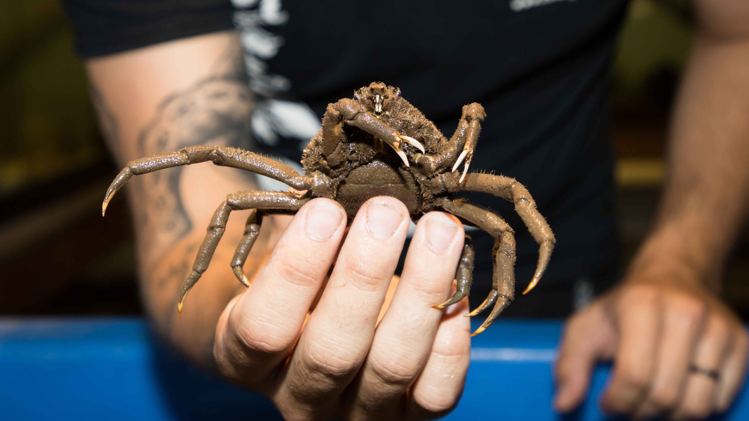Scientist holding a spider crab (a 9 legged crab resembling a spider)