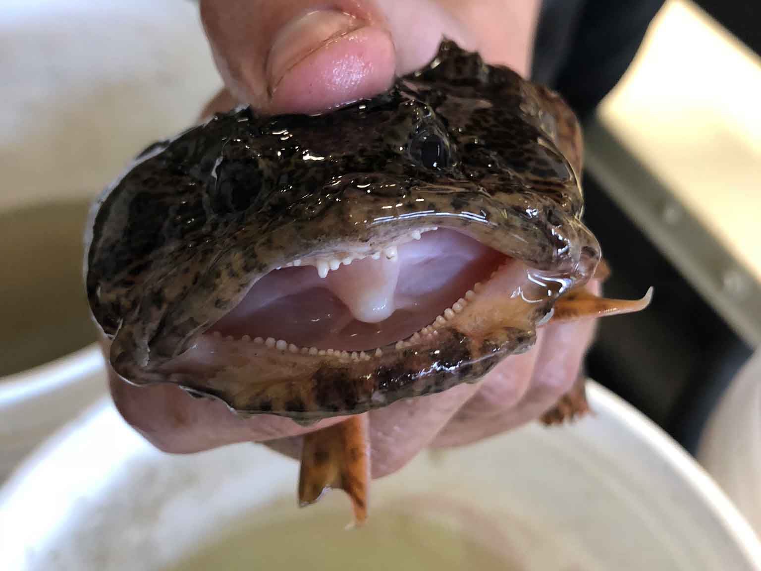 A large oyster toadfish opening its mouth wide