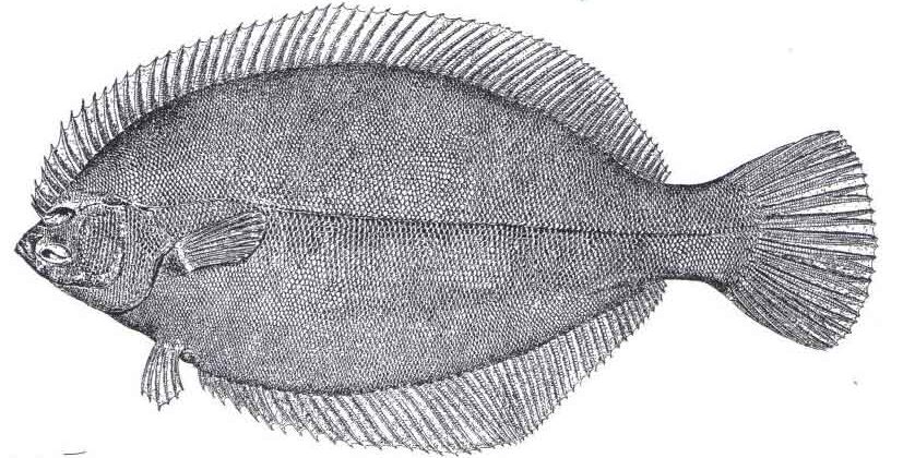 Drawing of a Winter Flounder
