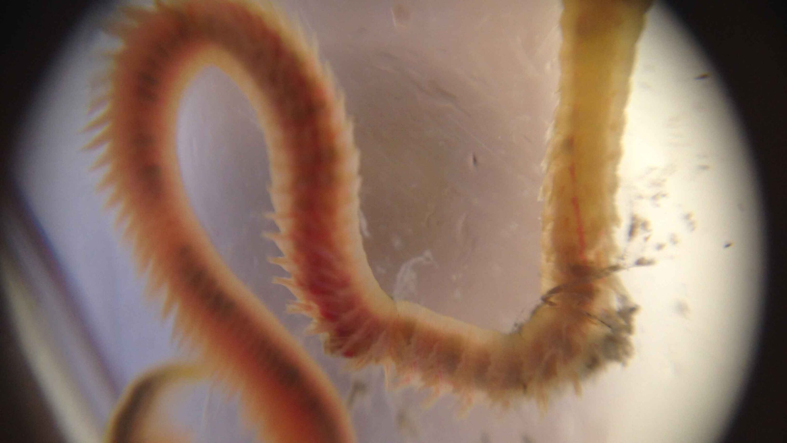 A clam worm under a microscope