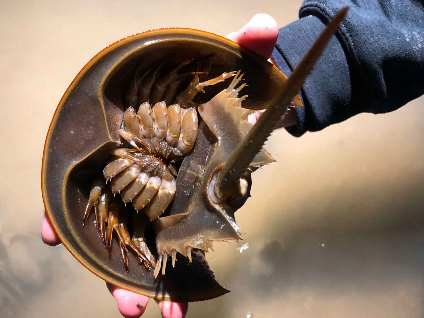 A brown horseshoe crab with a long pointed tail and a half-circle body