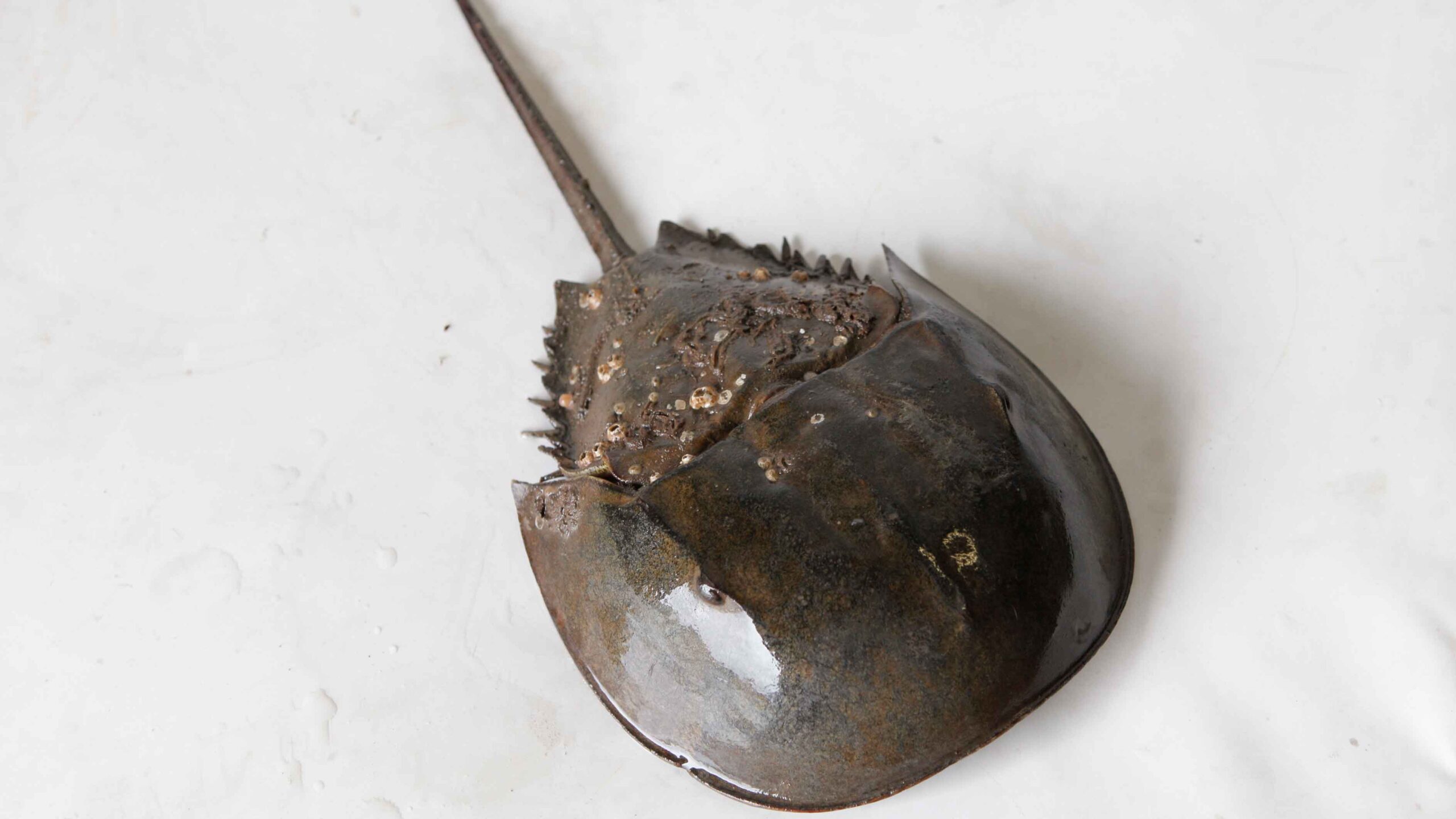 A brown horseshoe crab with a long pointed tail and a half-circle body