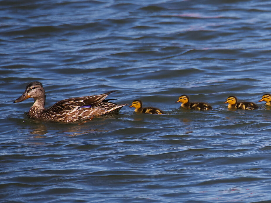 A bunch of ducklings brown and gold swim in the river