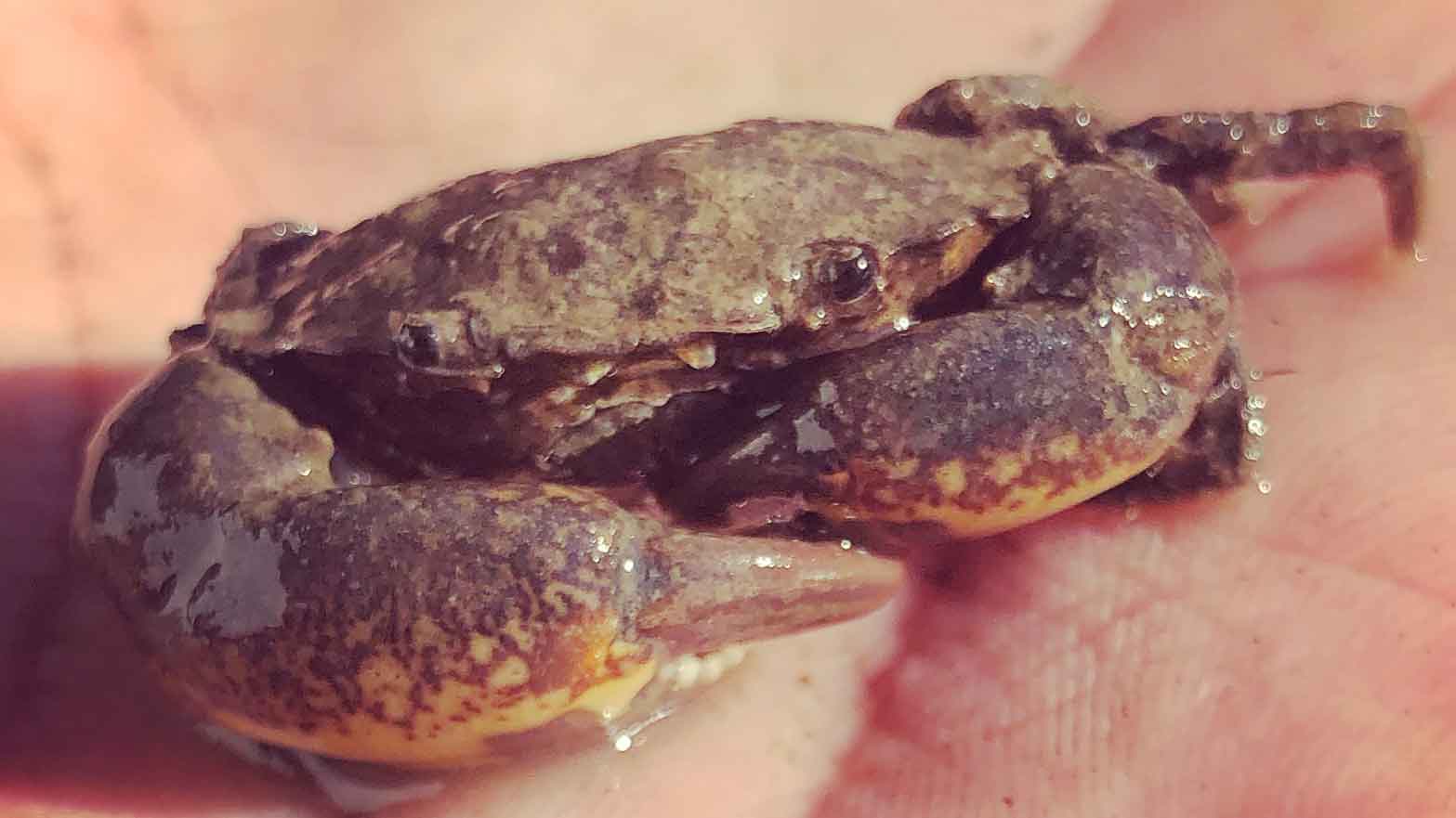 A small Mud Crab in the palm of a hand