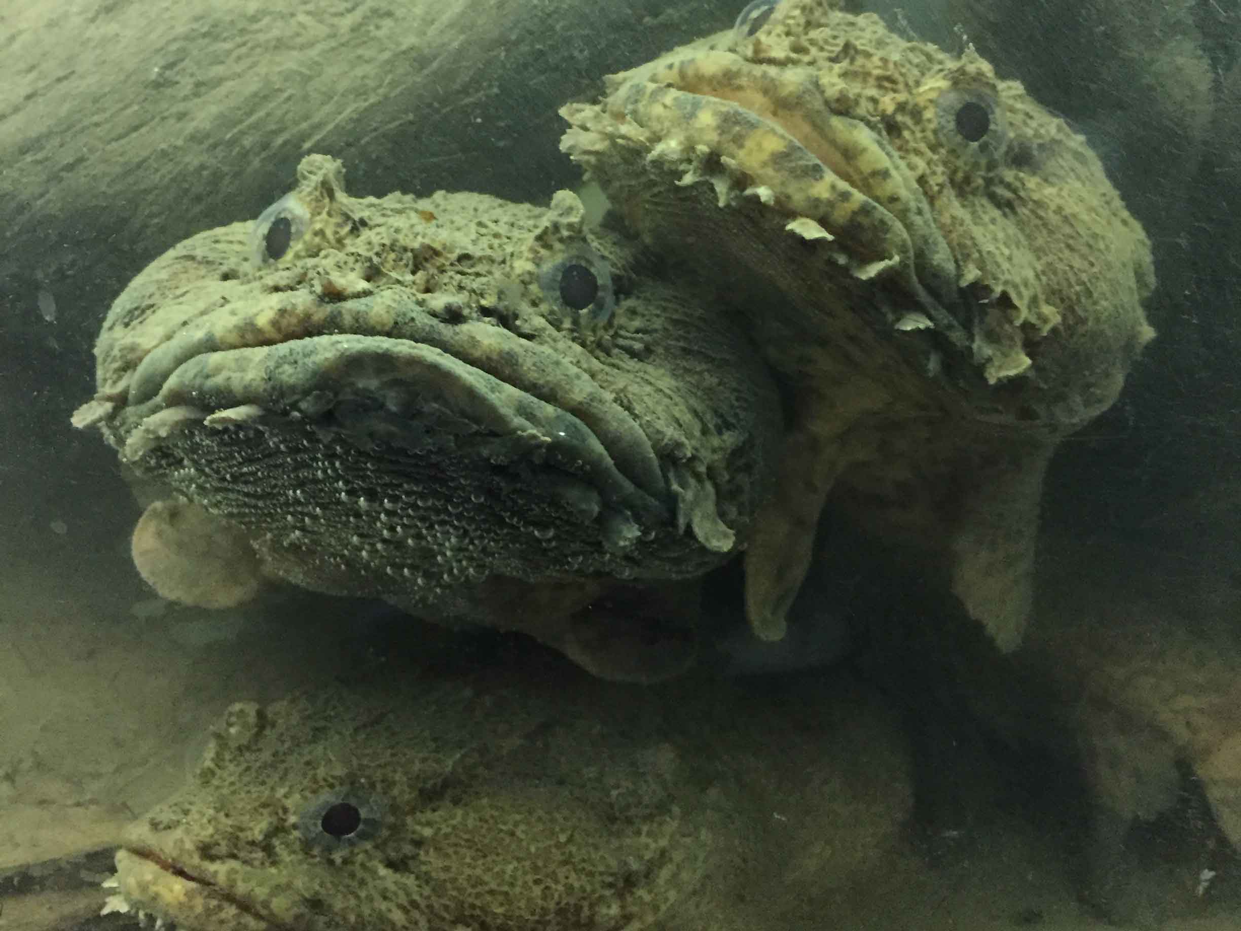 Three toadfish sit on each other looking wondrously