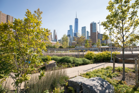 Walkway through trees at Pier 26