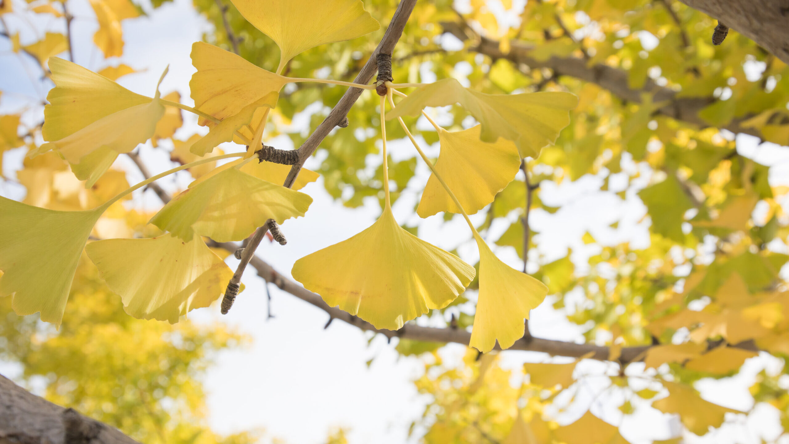 Yellow Ginkgo leaves