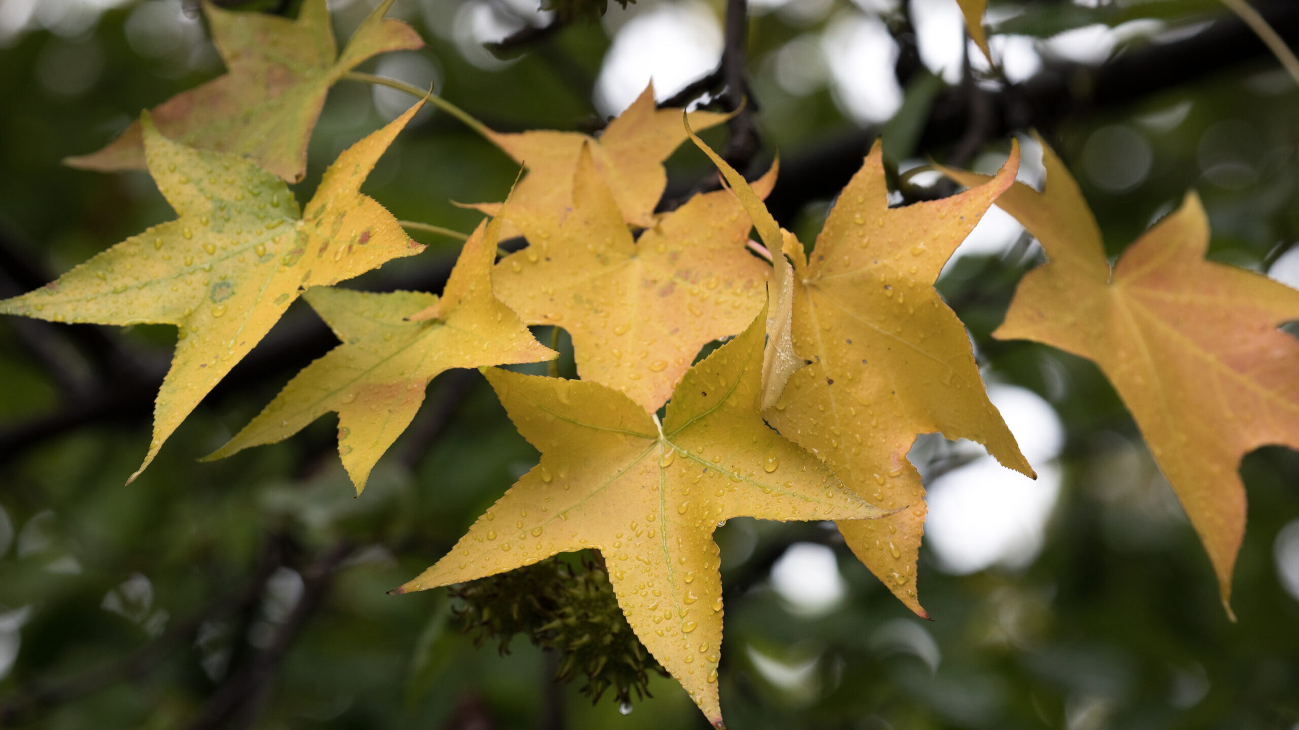 Yellow leaves on the Sweet Gum tree