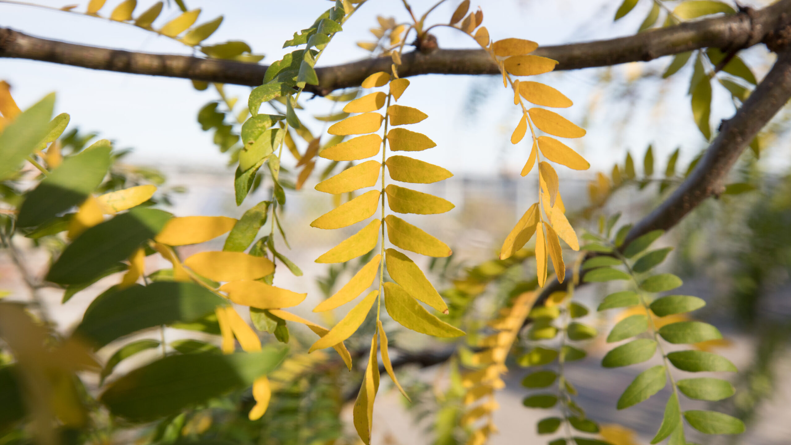 Yellow fall leaves on a honey locust tree