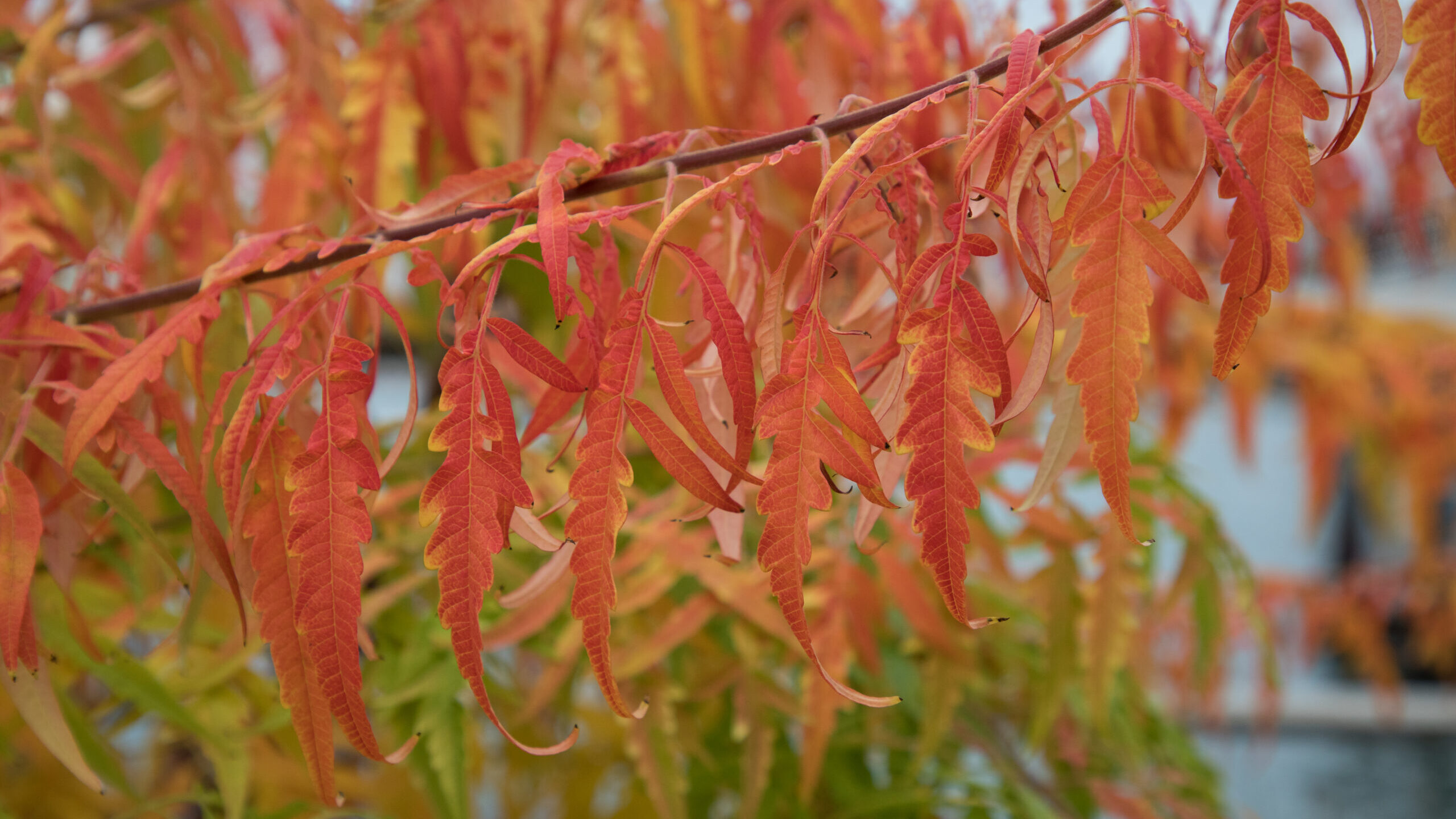 Fall Foliage 2020 Staghorn Sumac Parkwide