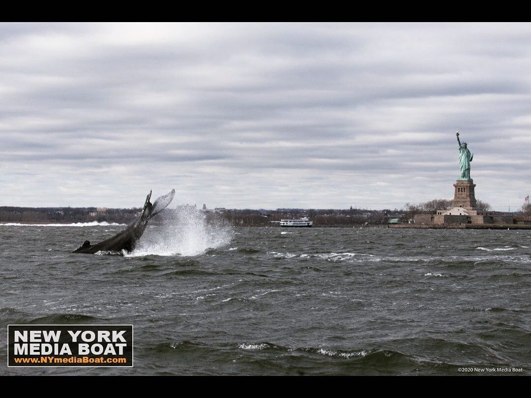 whale hudson river new york media boat