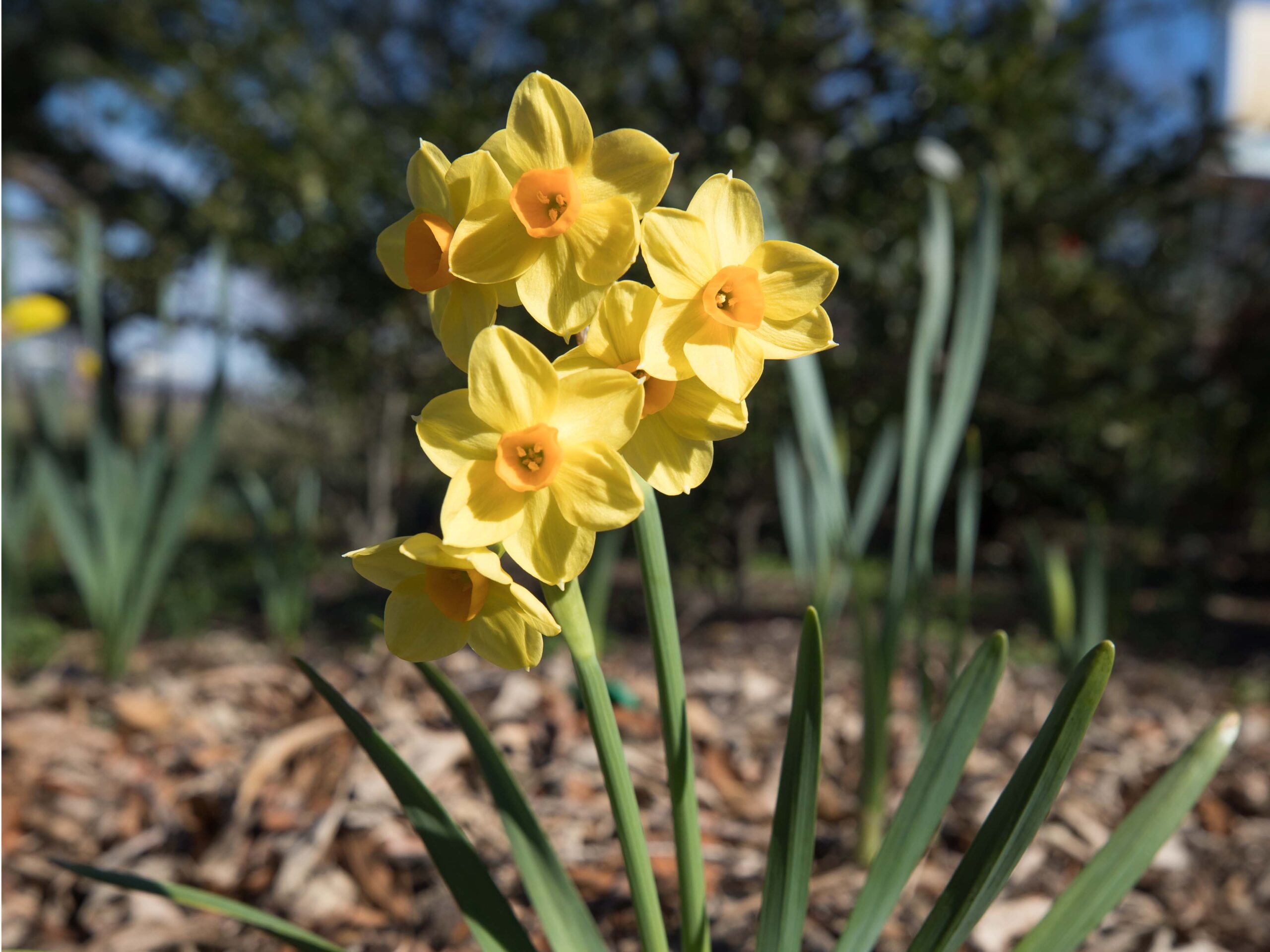 Spring-Bloom-2-Narcissus-Daffodil-Morton-Street-1-scaled-1.jpg