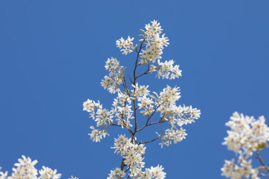 Juneberry or shadbush plant along bikeway