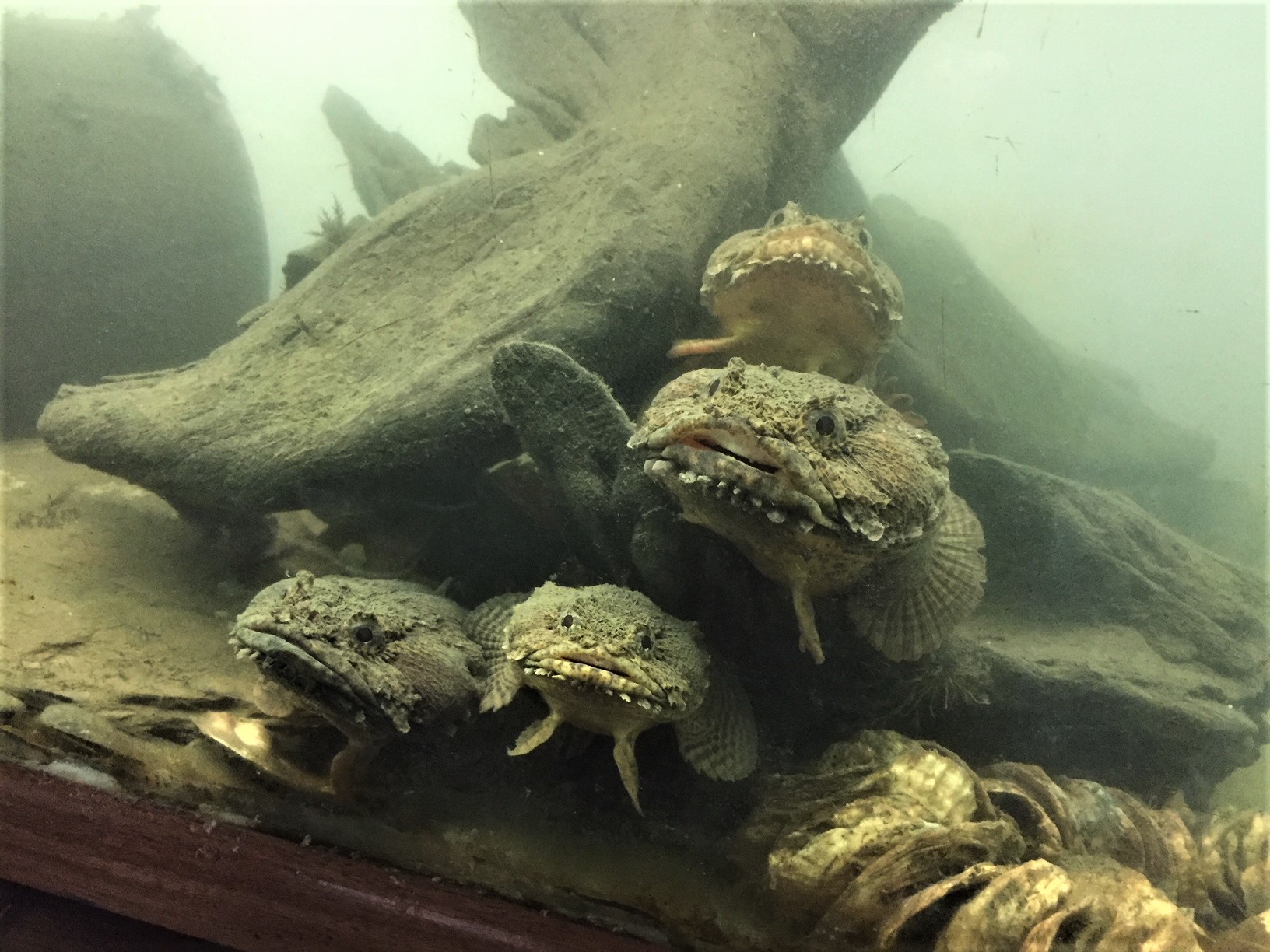 Four Oyster toadfish stacking themselves on top one another in the Hudson River Park Wetlab